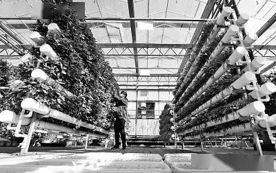 未来农业科技的三大突破点 植物工厂、智慧农业与功能食品的技术交融